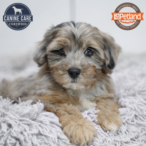 [#253090-01] Blue Merle M Yorkiepoo Puppies for Sale