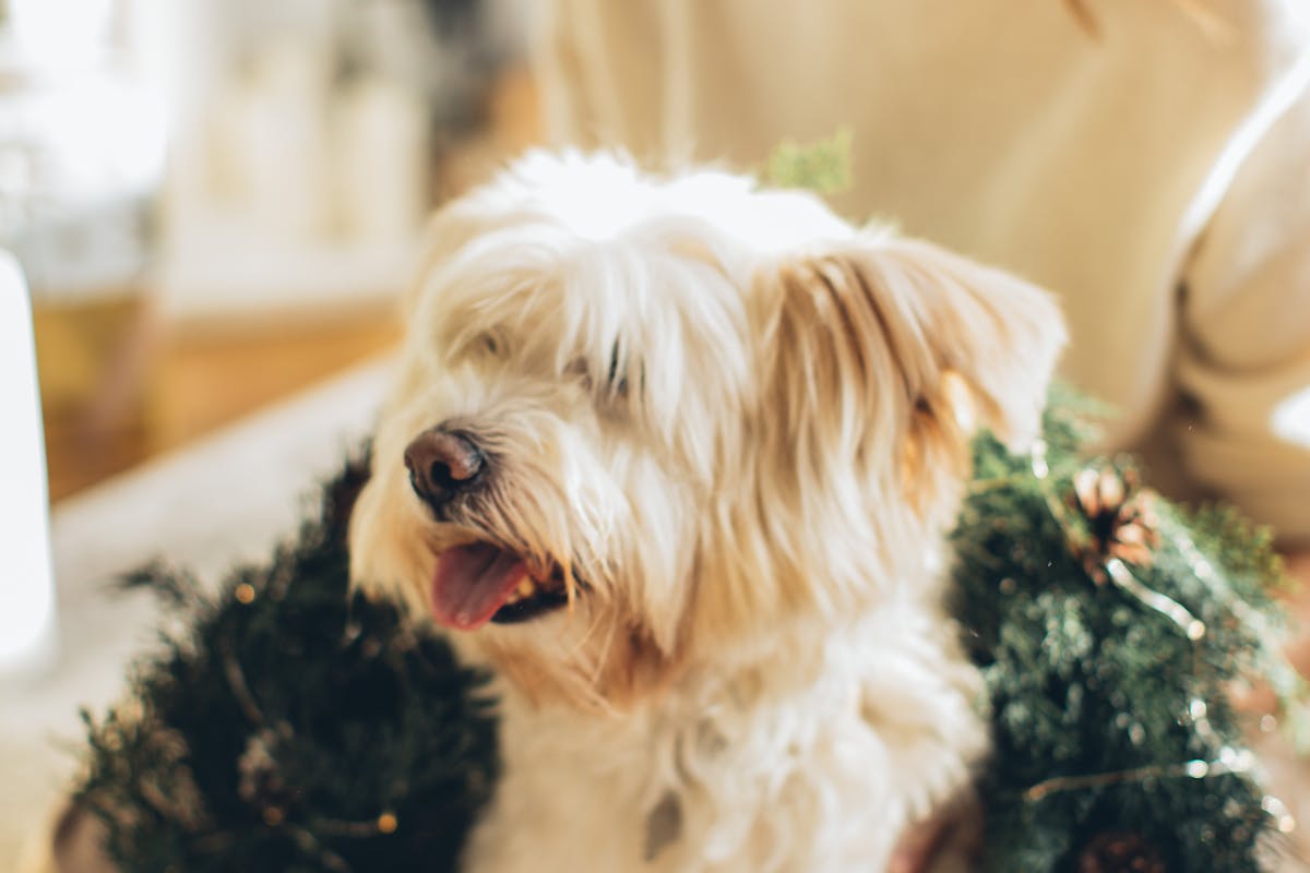 Yorkiepoo Temperament Explained. What Makes This Breed So Affectionate