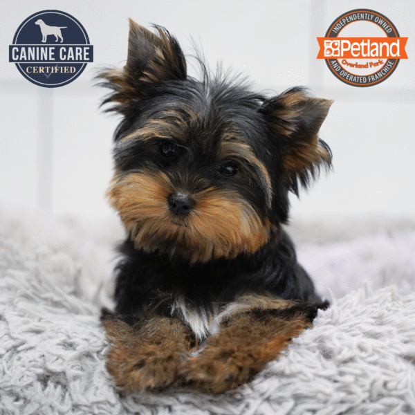 [#252965-03] Black / Tan M Yorkshire Terrier Puppies for Sale