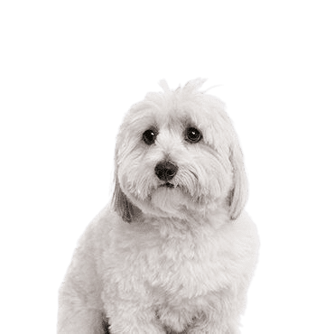 coton-de-tulear