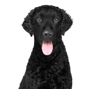 curly-coated-retriever