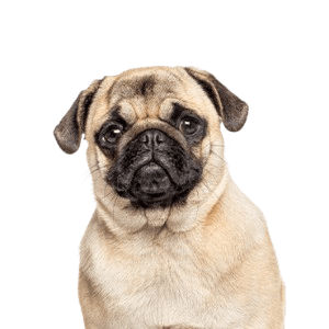 pug