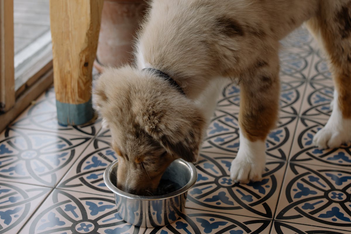 How to Switch Puppy Food Without Upset Stomach