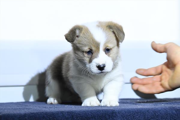 Pembroke Welsh Corgi-Dog-Male---Petland Overland Park, Kansas