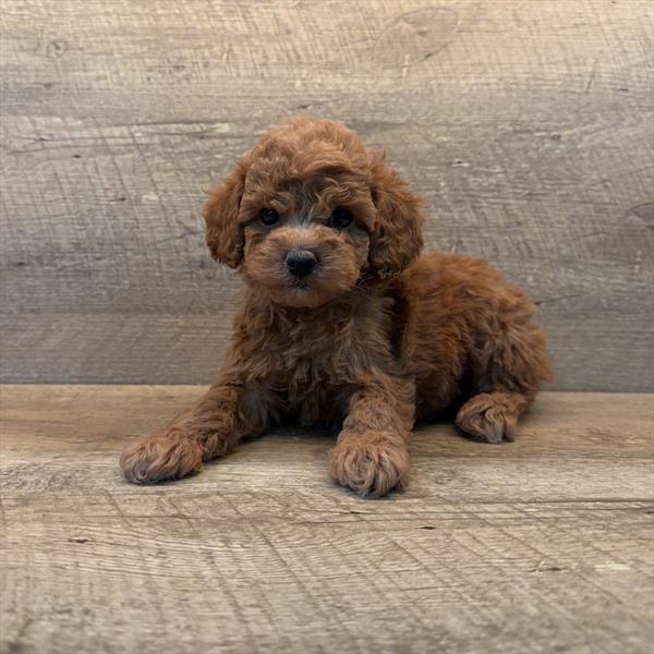 Poodle-Dog-Male---Petland Overland Park, Kansas