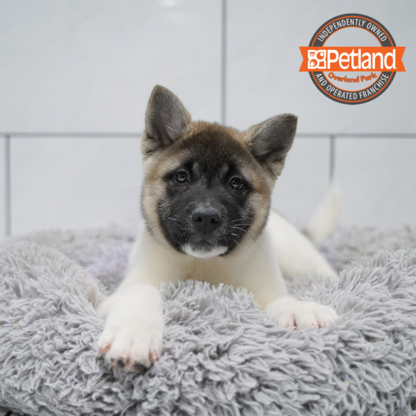 [#253442-05] Black / White F Akita Puppies for Sale