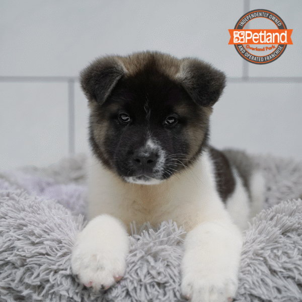 [#253442-03] Black / White M Akita Puppies for Sale
