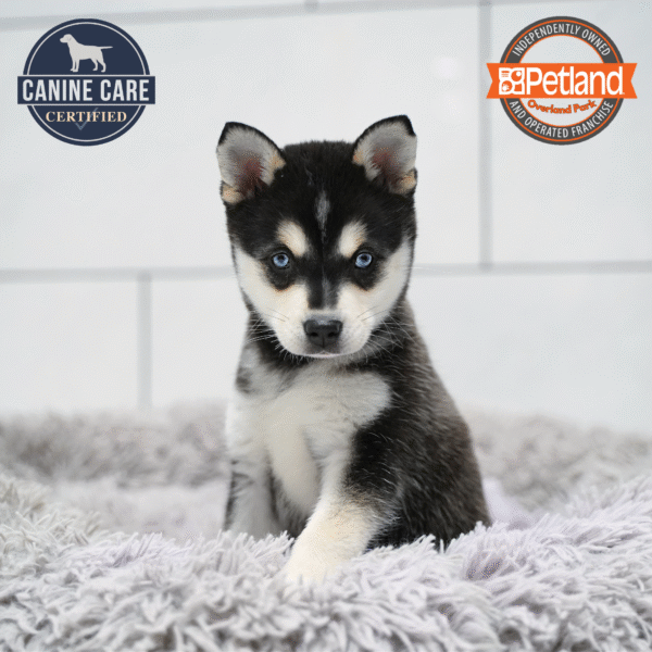 [#253615-03] Black F Alaskan Klee Kai Puppies for Sale