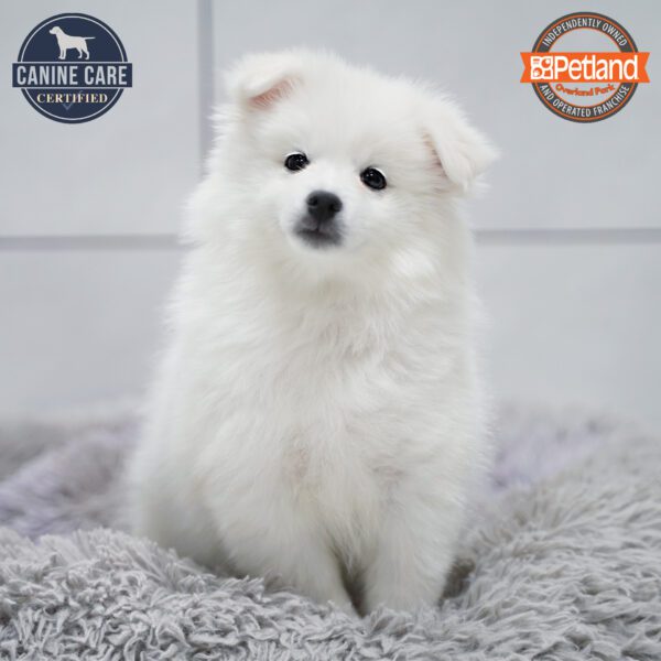 [#253318-05] White F American Eskimo Dog Puppies for Sale