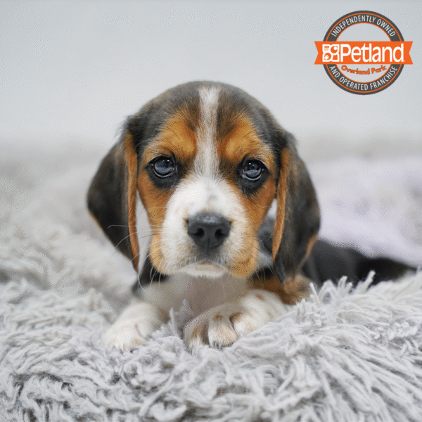 [#253465-01] Black Tan / White M Beagalier Puppies for Sale