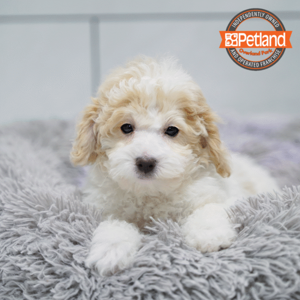 [#253717-01] White / Brown M Bichapoo Puppies for Sale