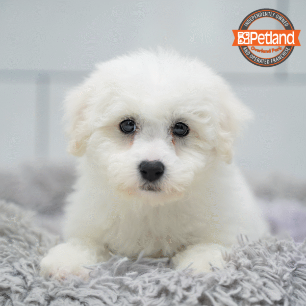 [#253638-03] White M Bichon Frise Puppies for Sale