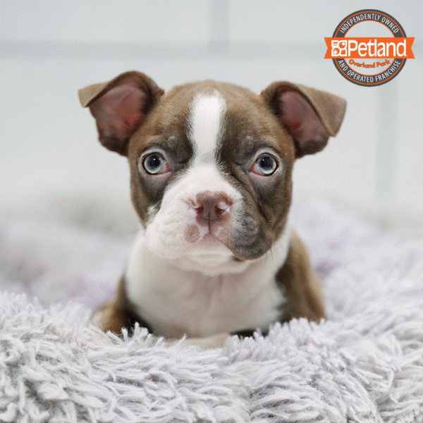 Boston Terrier-Dog-Male---Petland Overland Park, Kansas