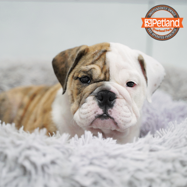 [#26163-06] Fawn Merle F Bulldog Puppies for Sale