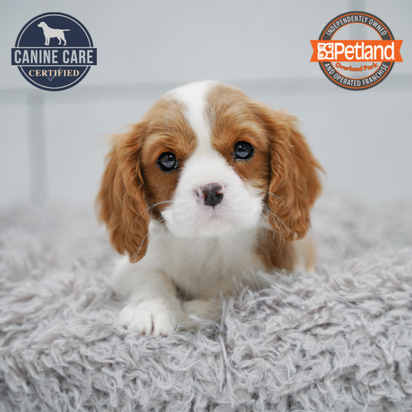 [#2624-04] Blenheim F Cavalier King Charles Spaniel Puppies for Sale