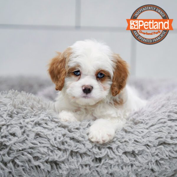 [#253234-04] White / Red F Cavapoo Puppies for Sale
