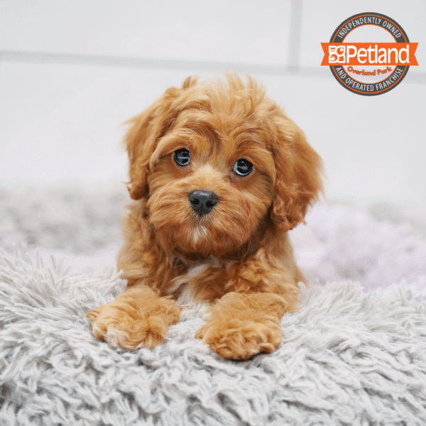 [#253234-03] Red / White F Cavapoo Puppies for Sale
