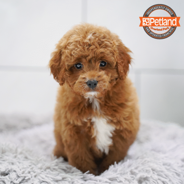 [#253711-05] Red / White F Cock A Poo Puppies for Sale