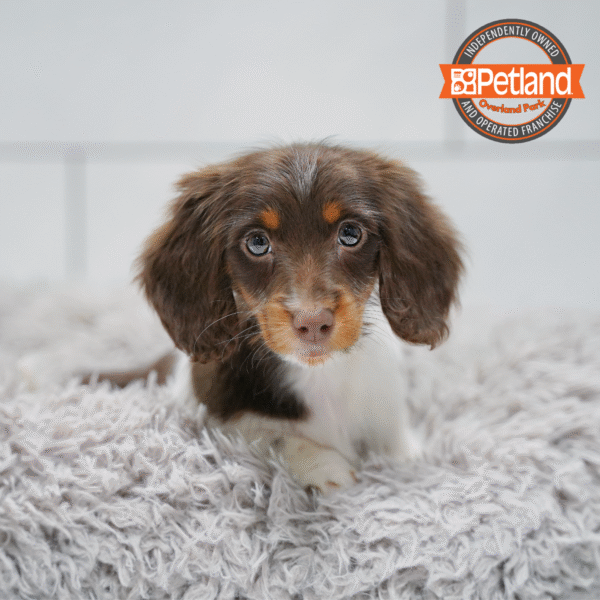 [#253551-06] Chocolate / White F Dachshund Puppies for Sale