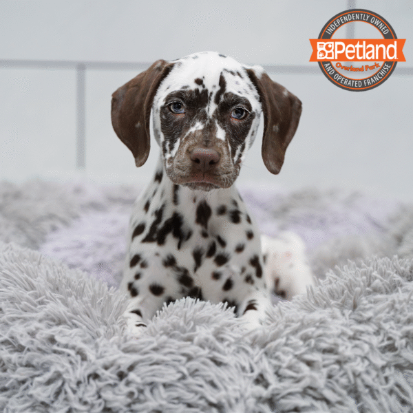 [#253222-07] White / Liver F Dalmatian Puppies for Sale