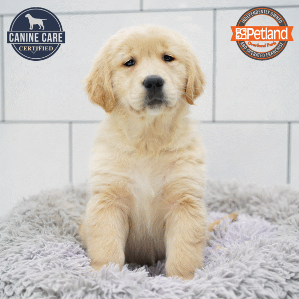 [#253612-01] Light Golden M Golden Retriever Puppies for Sale