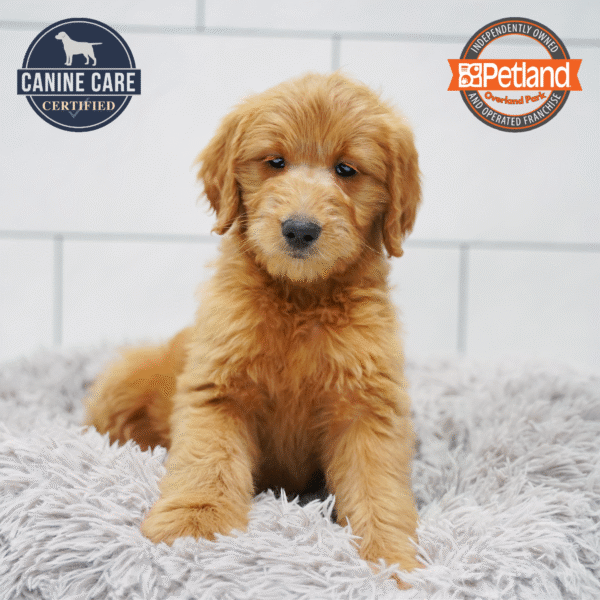 Goldendoodle-Dog-Female---Petland Overland Park, Kansas