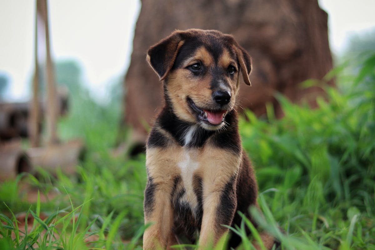 Best Guard Dog Puppies for Leawood Homes