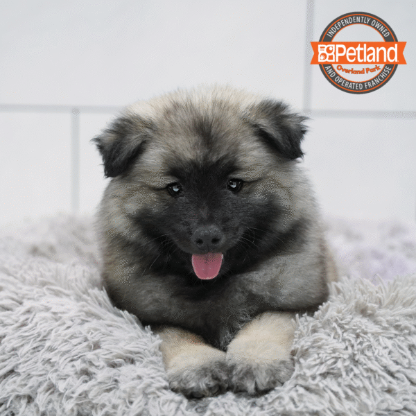 [#253443-01] Silver / Black M Keeshond Puppies for Sale
