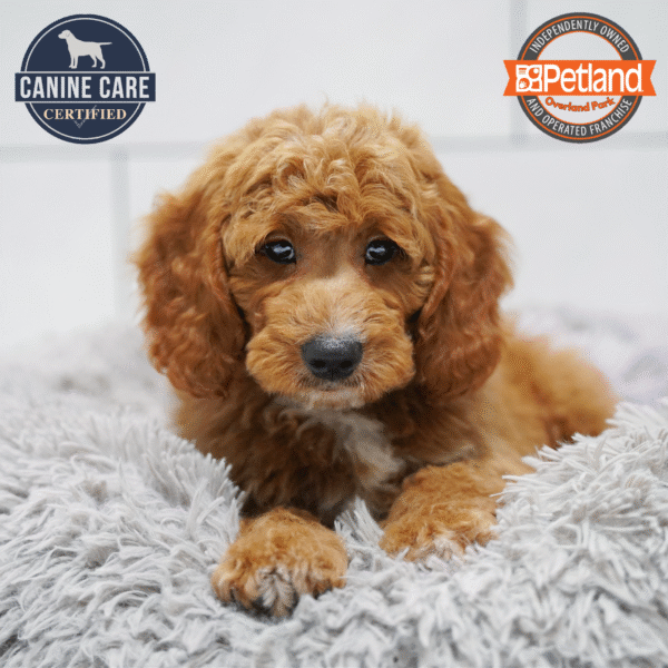 Goldendoodle Mini 2nd Gen-Dog-Male---Petland Overland Park, Kansas