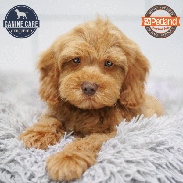 [#253691-02] Red M Goldendoodle Mini 2nd Gen Puppies for Sale