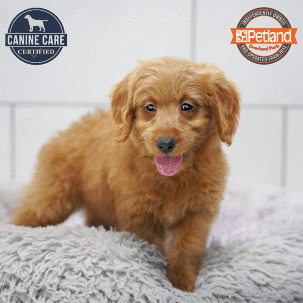 Goldendoodle Mini-Dog-Female---Petland Overland Park, Kansas