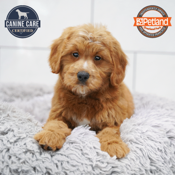 [#253643-08] Red F Goldendoodle Mini Puppies for Sale