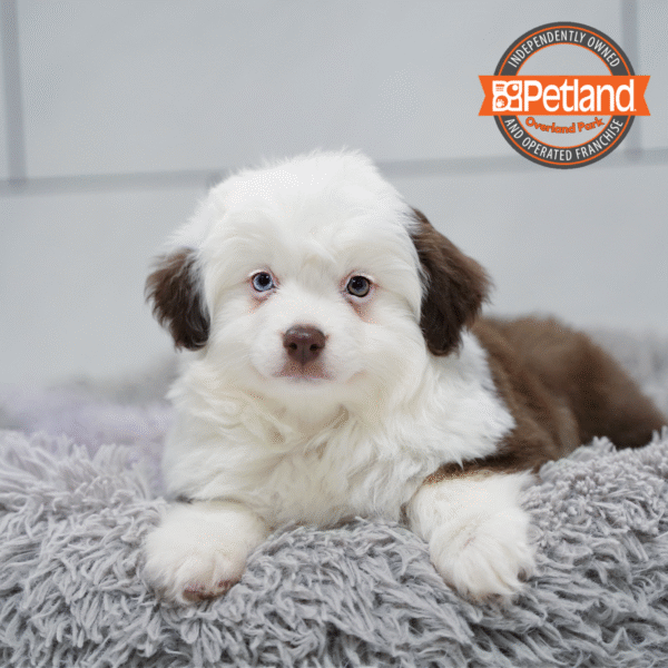 [#253315-01] Red M Miniature Australian Shepherd Puppies for Sale