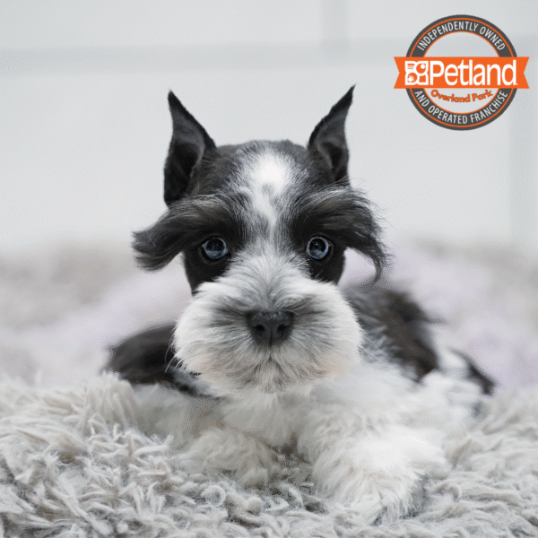 [#2572-03] Black / White F Miniature Schnauzer Puppies for Sale