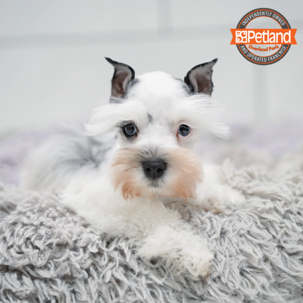 [#2569-01] Blue Merle M Miniature Schnauzer Puppies for Sale