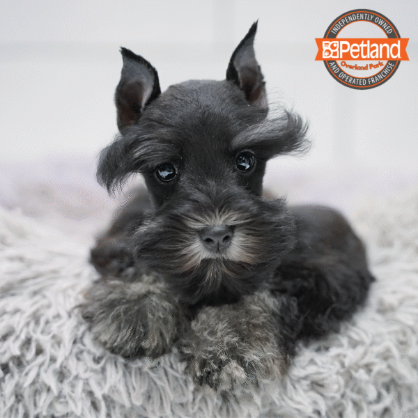 [#2572-02] Black Silver M Miniature Schnauzer Puppies for Sale