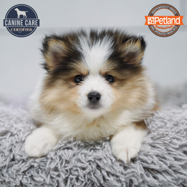 [#253449-06] Brown / White F Pomsky 2nd Gen Puppies for Sale