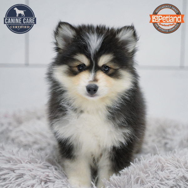 [#253505-03] Gray / White M Pomsky Puppies for Sale