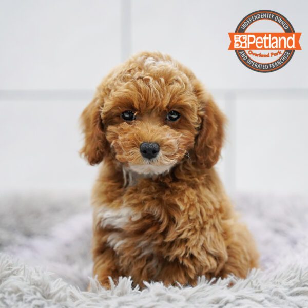 [#253553-05] Red F Poodle Puppies for Sale