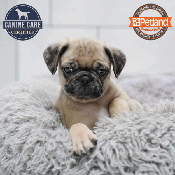 [#253491-02] Fawn Merle M Pug Puppies for Sale