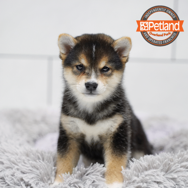[#253362-04] Black F Shiba Inu Puppies for Sale