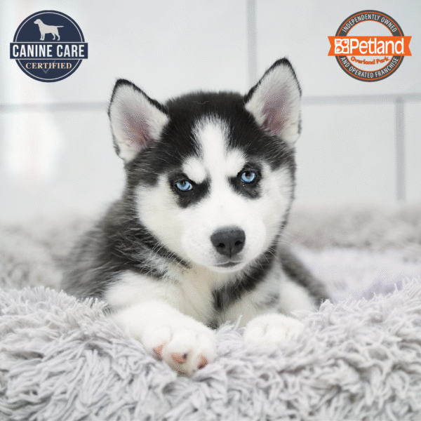 [#253662-05] Black / White F Siberian Husky Puppies for Sale