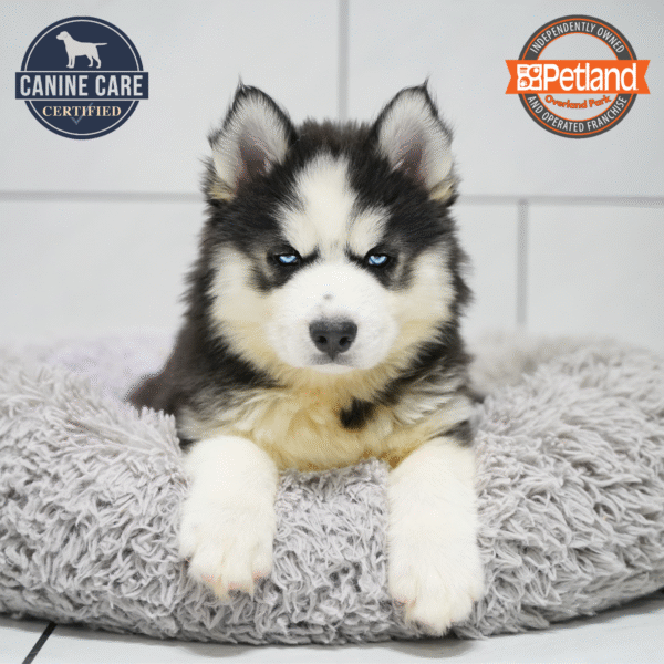 [#253501-03] Gray / White M Siberian Husky Puppies for Sale