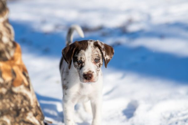 Weather Effects on Puppies