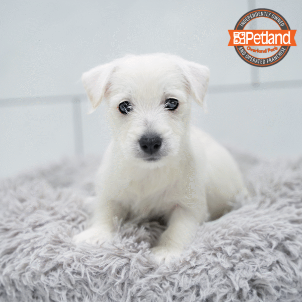 [#253646-01] White M West Highland White Terrier Puppies for Sale