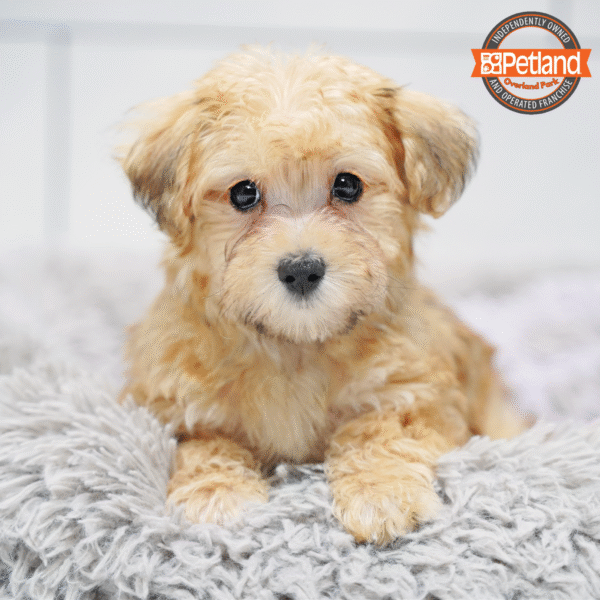 Yochon-Dog-Male---Petland Overland Park, Kansas