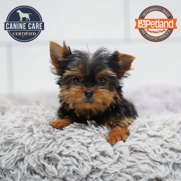 [#253186-03] Black / Tan F Yorkshire Terrier Puppies for Sale