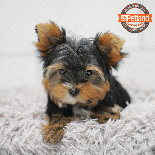 [#2617-01] Black / Tan F Yorkshire Terrier Puppies for Sale
