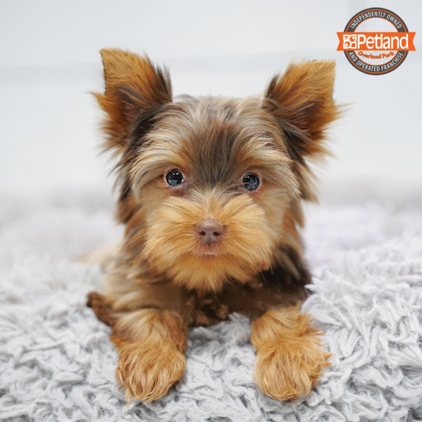 Yorkshire Terrier-Dog-Male---Petland Overland Park, Kansas