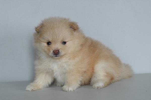 [#253617-05] Cream F Pomeranian Puppies for Sale